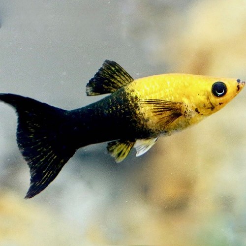 Poeciliidae sphenops black / gold lyretail - Molly noir / doré lyratail